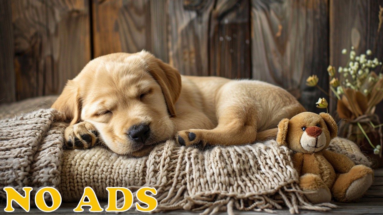 12H Soothing Music for Dogs Home Alone 🐶 Reduce Anxiety, Relaxing Sleep Sounds