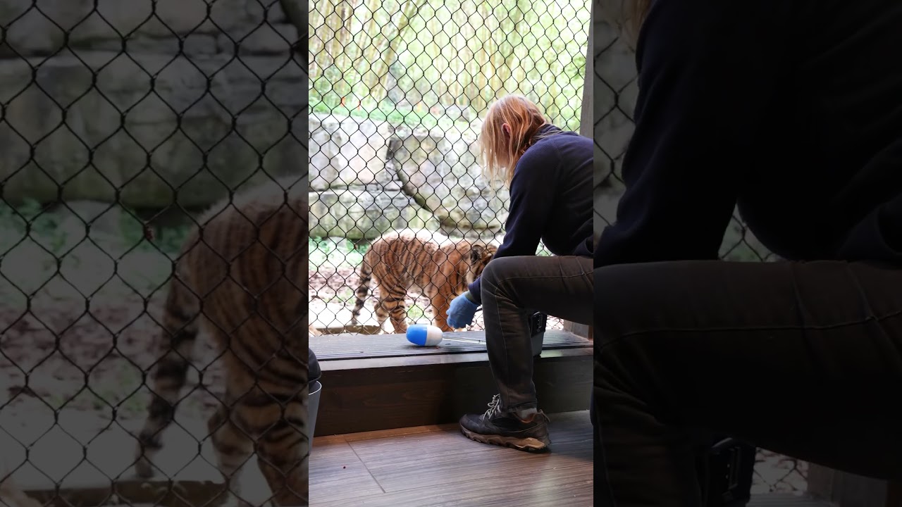 A training session with the tiger cubs