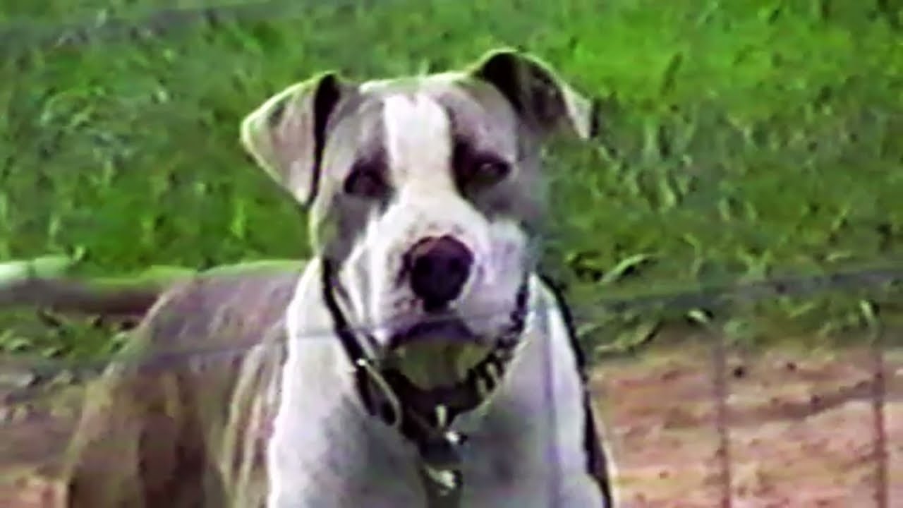 FALIN'S AMERICAN PITBULL TERRIER - Part #1