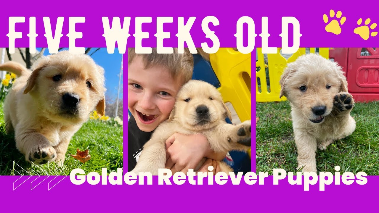5 Week old Golden Retriever Puppies - Adorable 5 Weeks Old Golden Retriever Puppies Playing