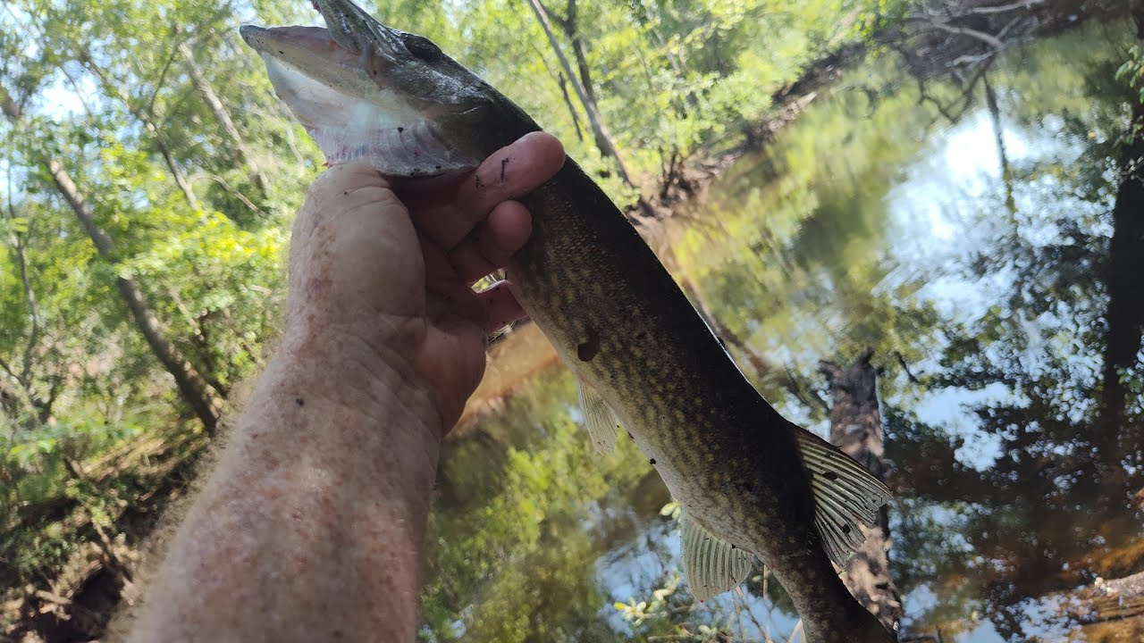 Jack Fish/Chain Pickerel Catch , Clean and Cook!!