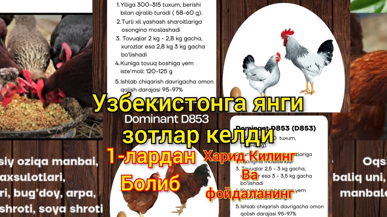 O'zbekistonda yangi zot loman Braun va adleriskiy tovuqlar avlodi dominant tovuqlari xaqida ma'lumot