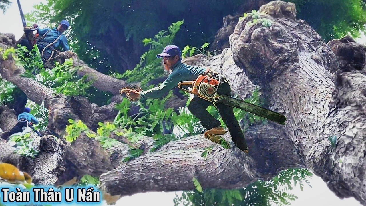 Cưa Cây Còng Siêu Khủng Tàn Nhánh Lớn / Sawing a Giant Tamarind Tree with Large Branches | P258