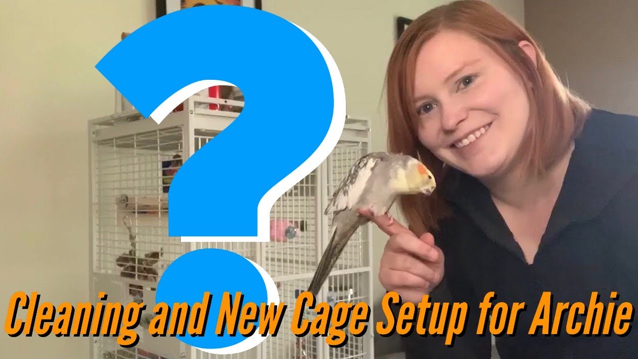Cleaning and Setting Up My Cockatiel's Cage!