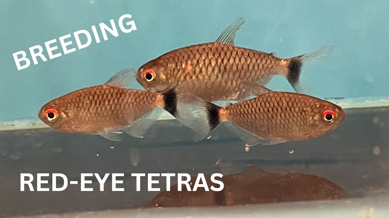 Red eye tetras: Spawning and raising fry