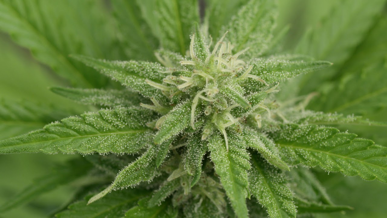 close up dof harvesting medicinal cannabis buds for self treatment of diseases rdi8wnoke  D4k