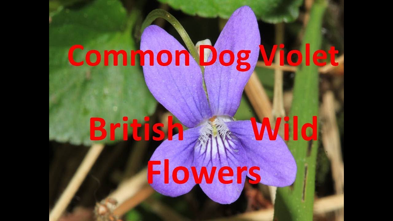 Common Dog Violet Viola riviniana Identification