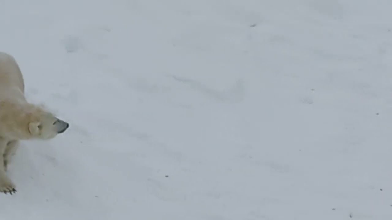 Polar bear🐻&zwj;❄️Ranua Wildlife🐻&zwj;❄️Laponia🐻&zwj;❄️Finland