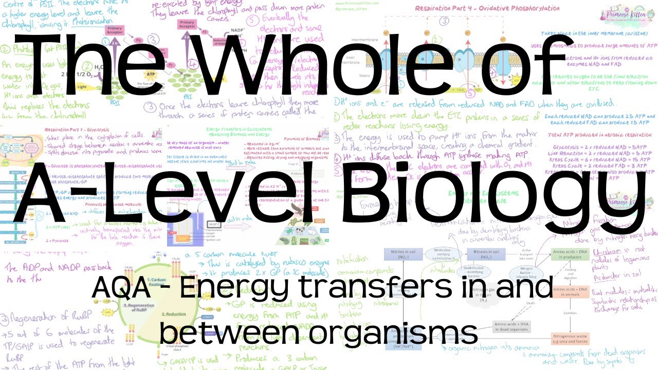 The whole of AQA A-Level Biology | Energy transfers in and between organisms