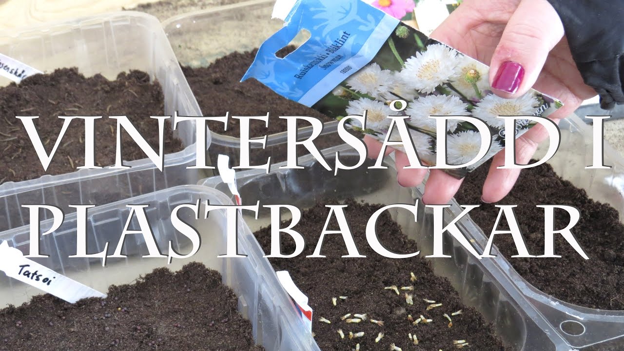 vinters&aring;dd i plastbackar