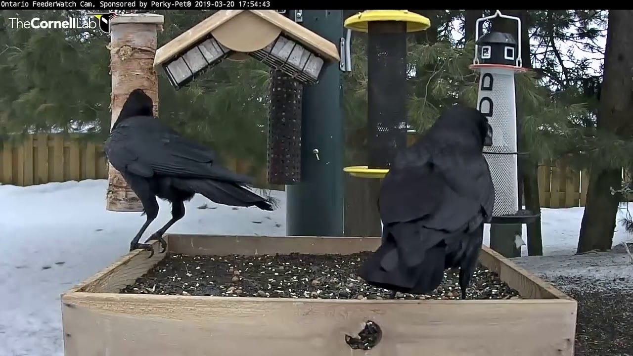 Amazing American Crow Dance Displays On Platform Feeder – Mar. 20, 2019