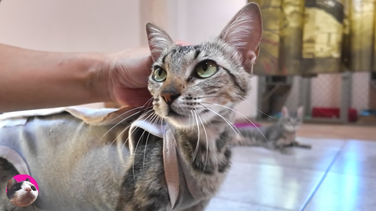 Большая кошка впервые встретилась с тощей мамой-кошкой