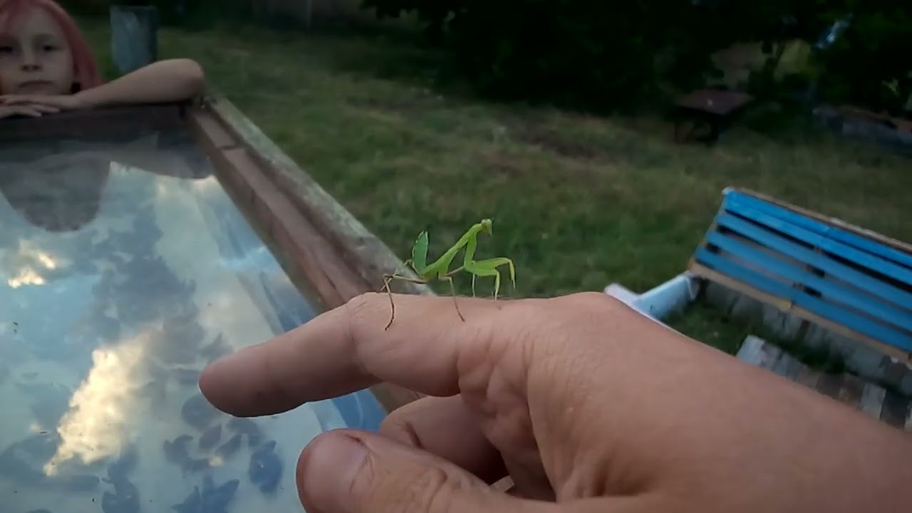 Крохотный богомол Tiny praying mantis