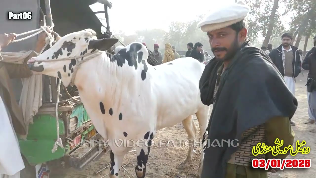 Today Domail Mandi Fatehjang Rate’s update03Jan2025-Part06Sunny Video Fateh Jang Cow Mandi 2025