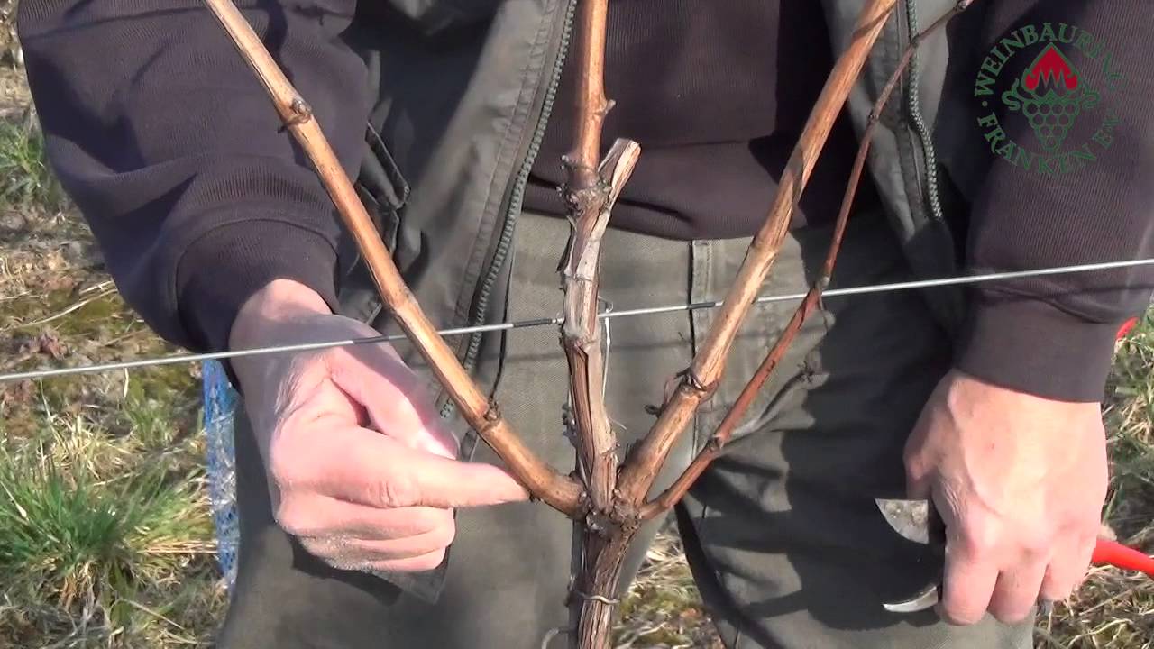 Rebschnitt: Aufbau 
