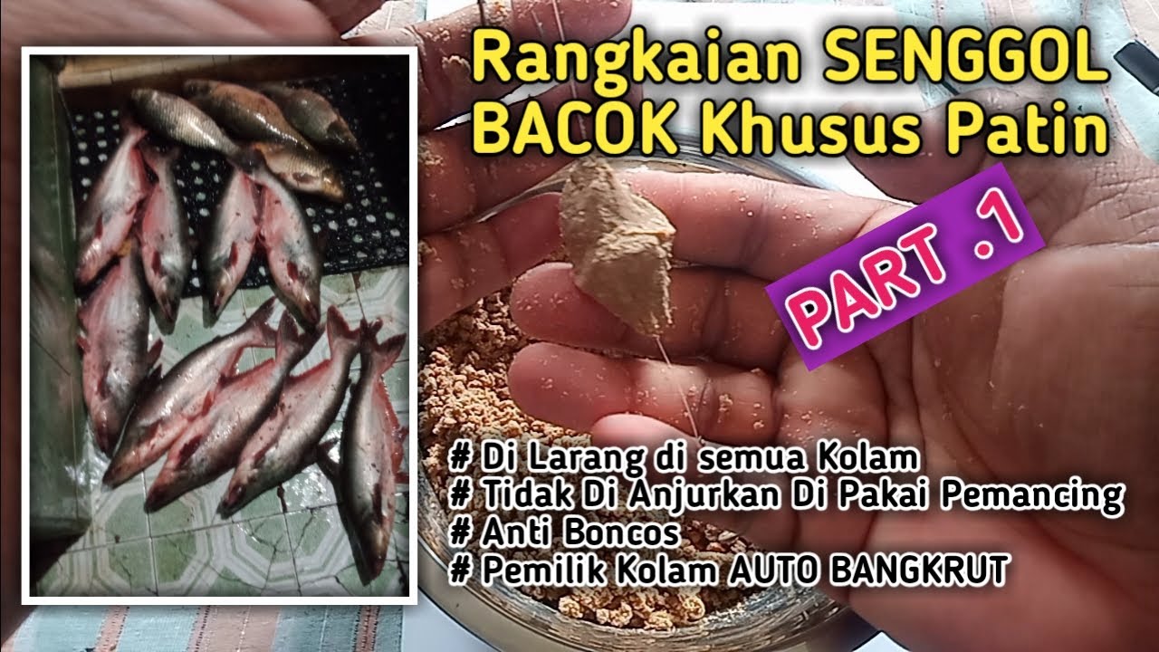TERBARU ‼️ cara membuat rangkaian senggol bacok khusus patin..‼️ Rangkaian larangan seluruh kolam