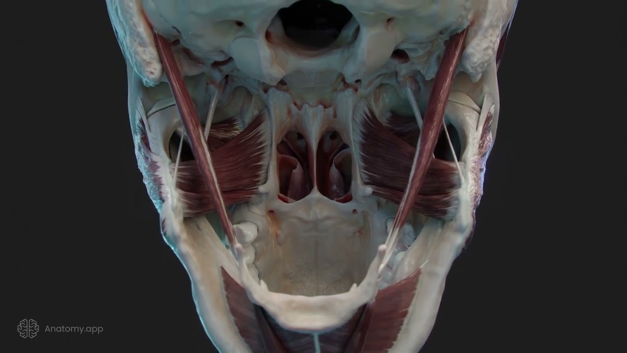 Temporomandibular joint - biomechanics, TMJ disc.