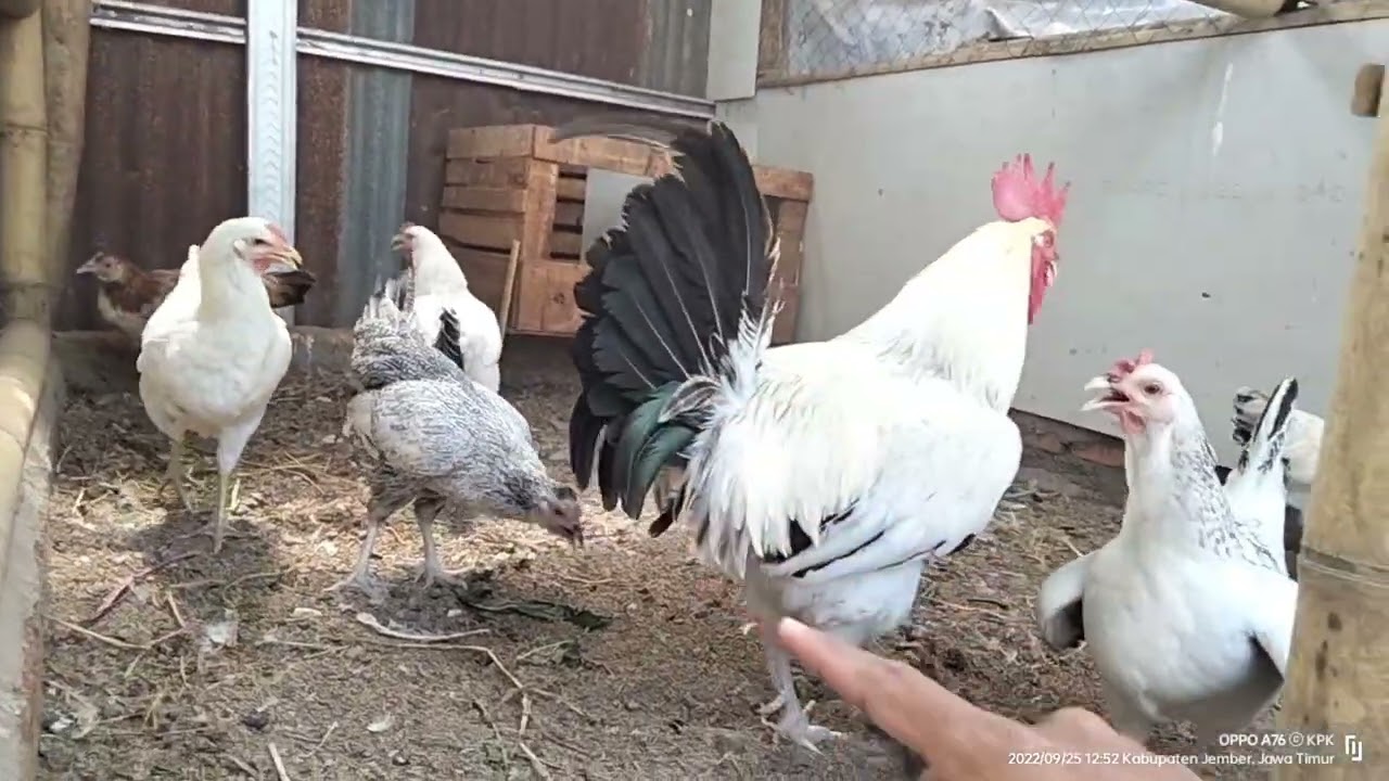 Ke unggulan AYAM KAMPUNG YUDISTIRA ( AKY )!! Belum genap 5 bulan sudah bertelur!!