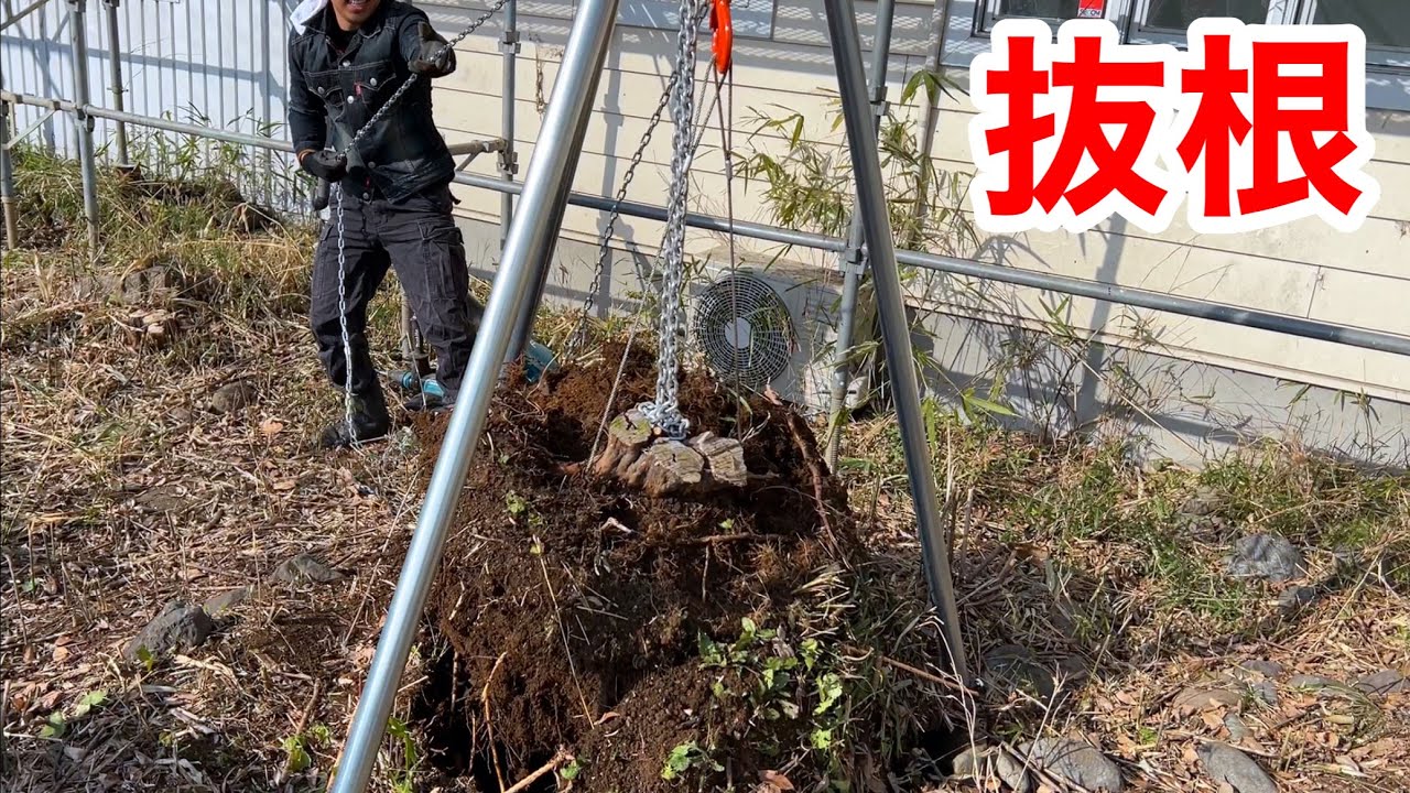 庭に生えた巨大な根っこをチェーンブロックで地面ごとぶっこ抜く！