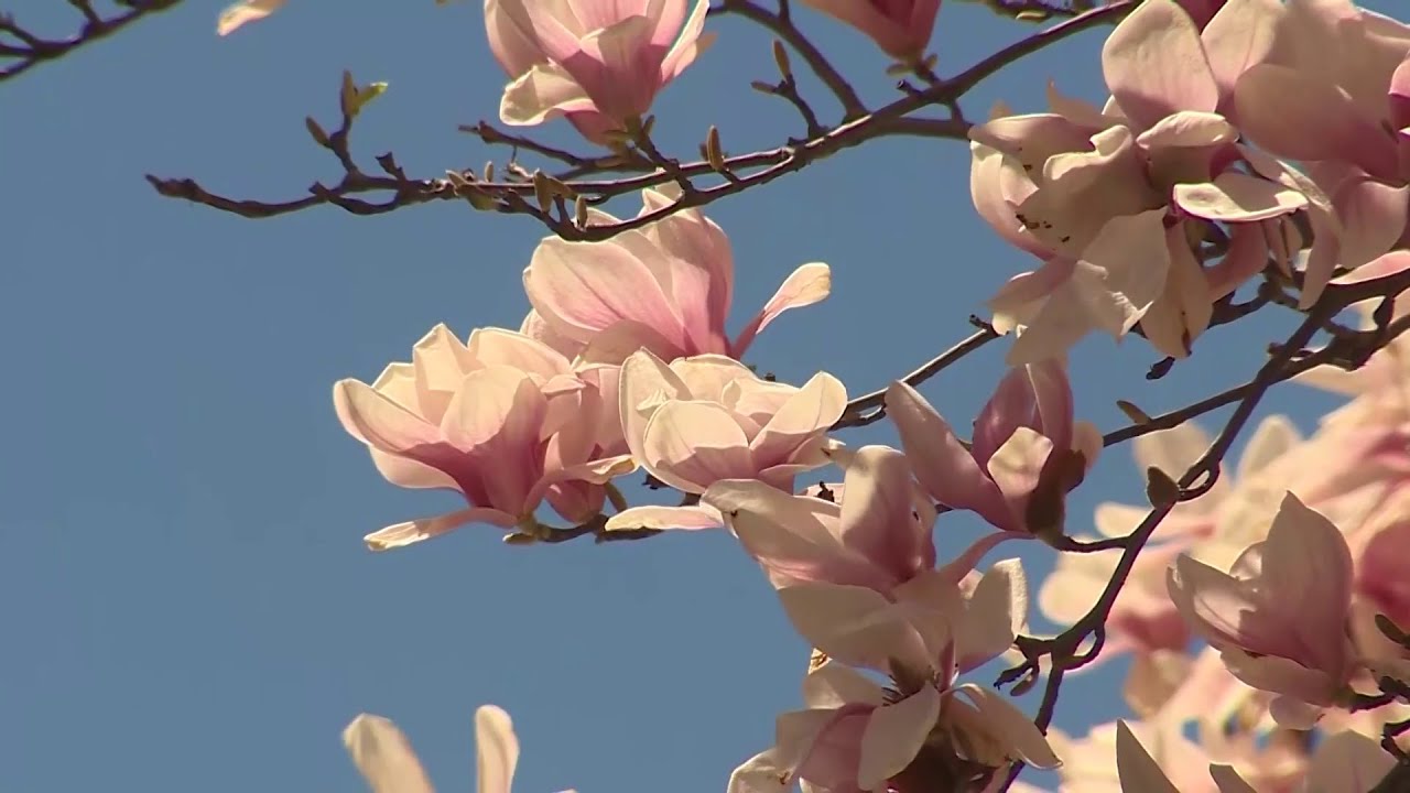 Boston blooms: Magnolias lead way at Arnold Arboretum