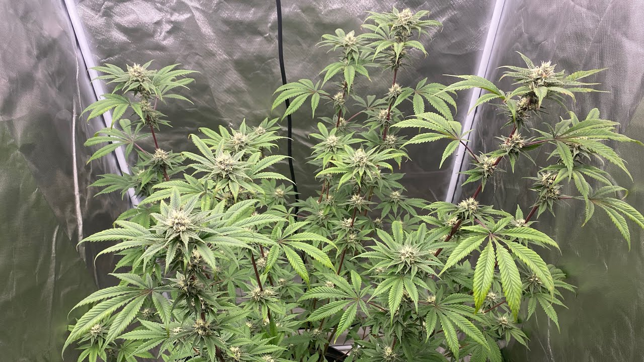 Indoor grow 2023: Humboldt All Gas OG week 4 flowering