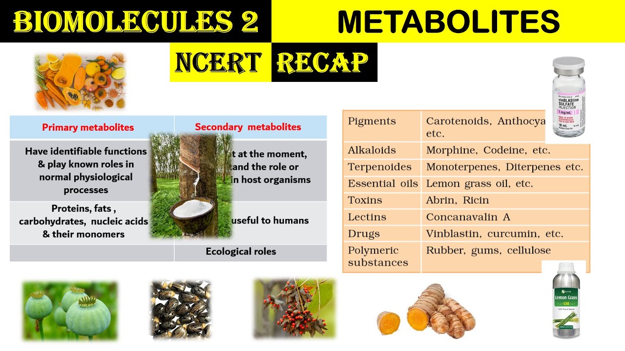 Biomolecules 2 | Primary & Secondary Metabolites | Lectins | Concanvalin A | Vinblastin | Morphine