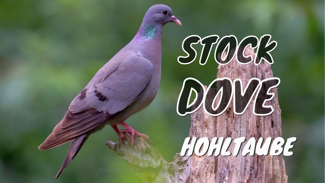 Stock Dove (Columba oenas) / Hohltaube [8K]