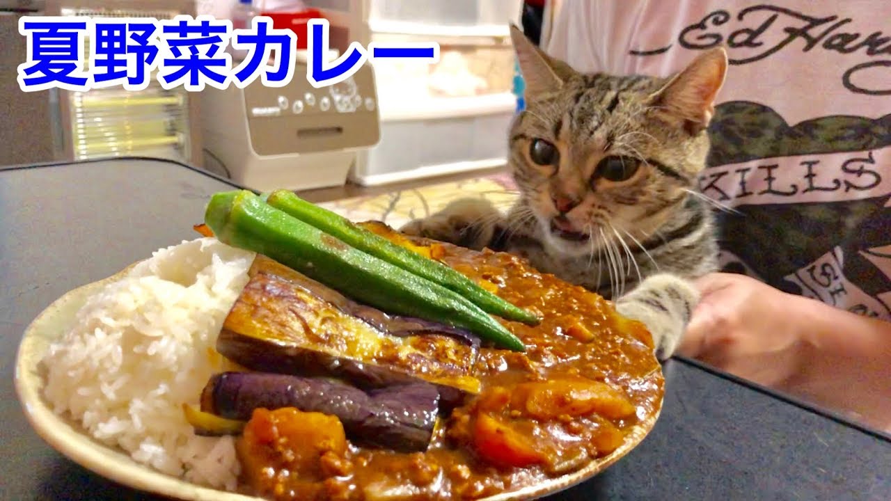 妹の手作り夏野菜カレーの香りに我慢できずいたずらしに来てしまった猫ｗ