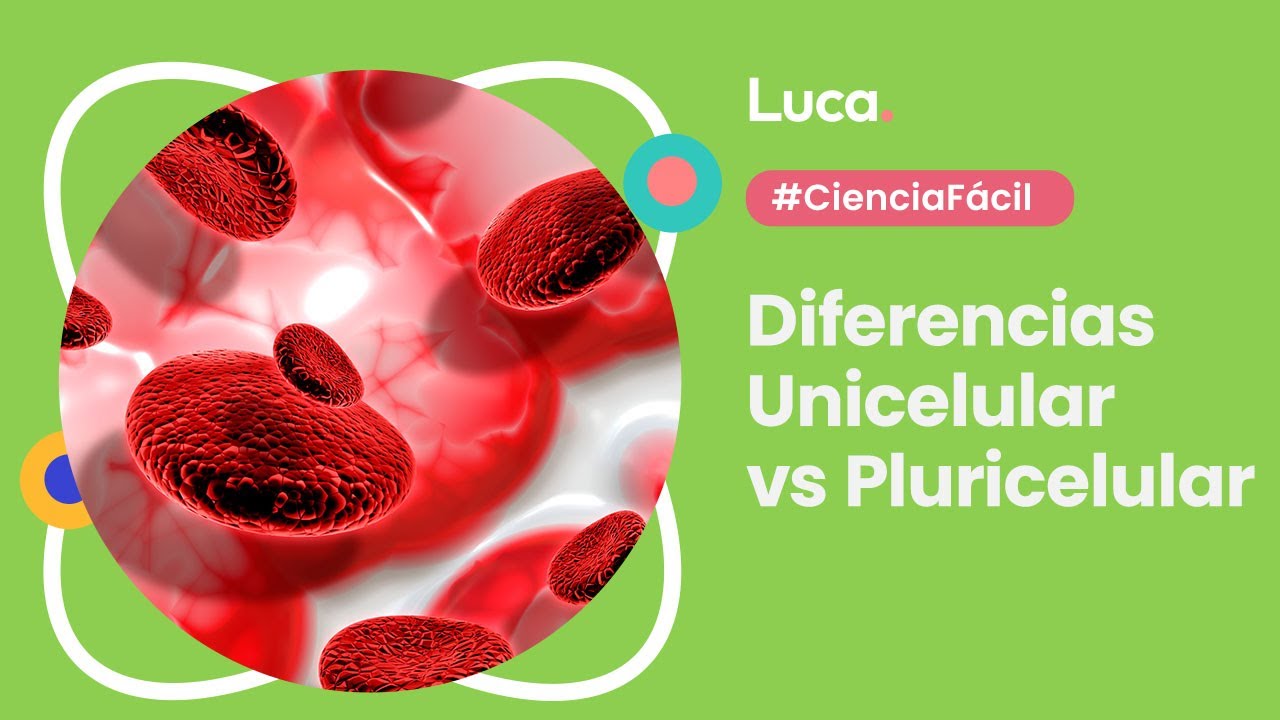 Unicelulares y Pluricelulares: diferencias - Ciencia F&aacute;cil con Luca