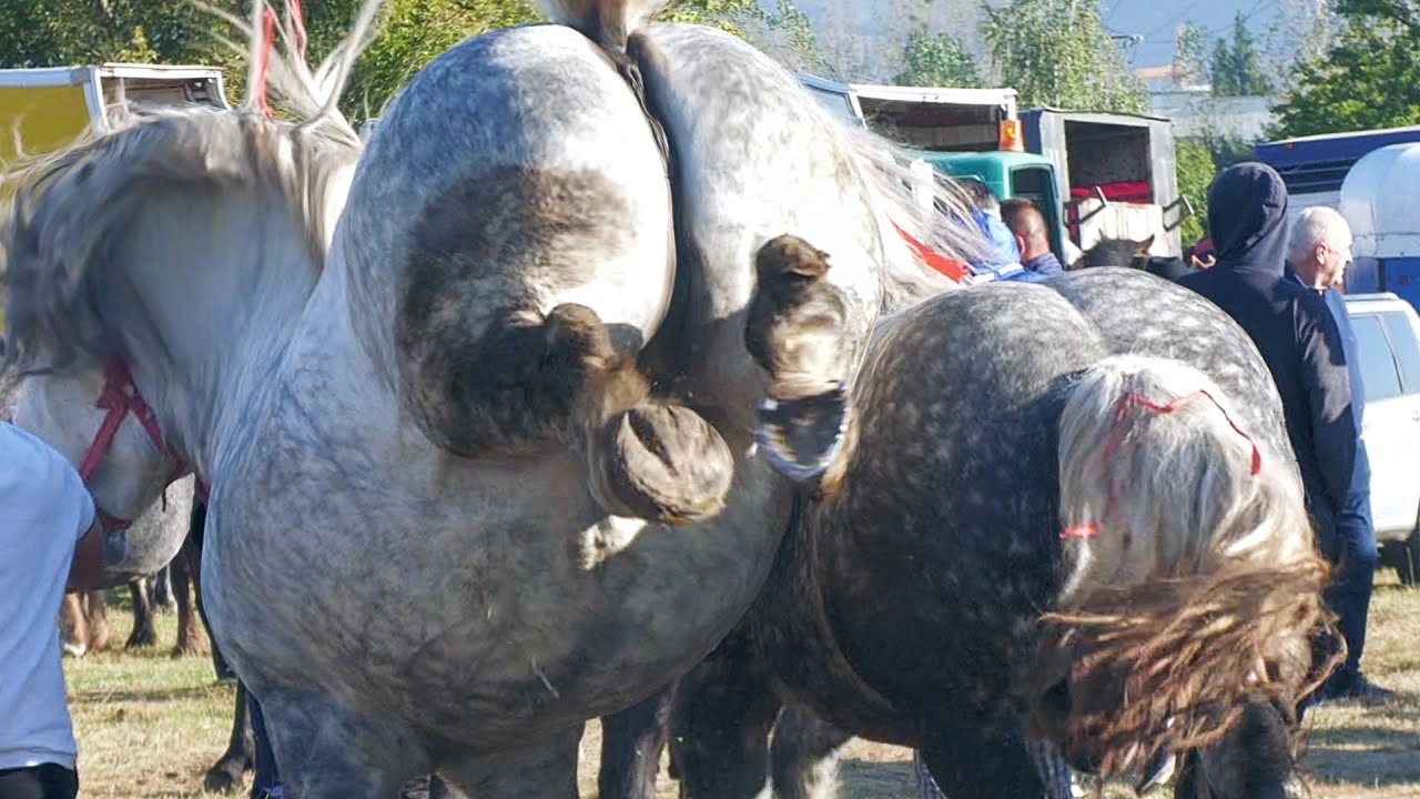 Târg expozițional de cai Sărbătoarea Castanelor-Baia Mare 21 Septembrie 2024 ep 2