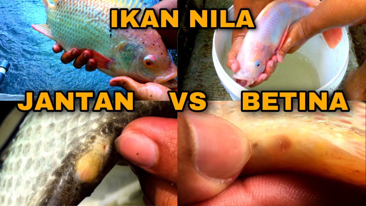 CARA MEMBEDAKAN IKAN NILA JANTAN DAN BETINA - BUDIDAYA IKAN NILA RUMAHAN