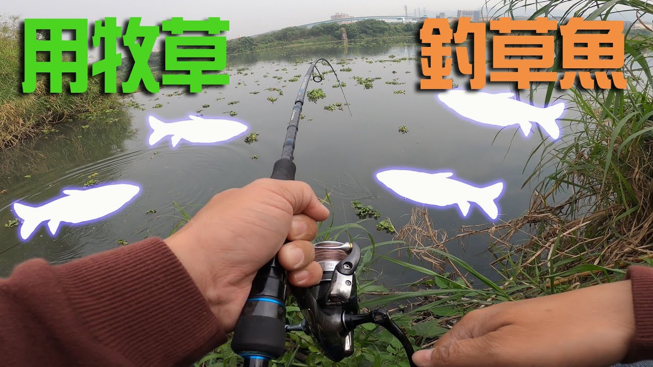 教你用牧草釣草魚