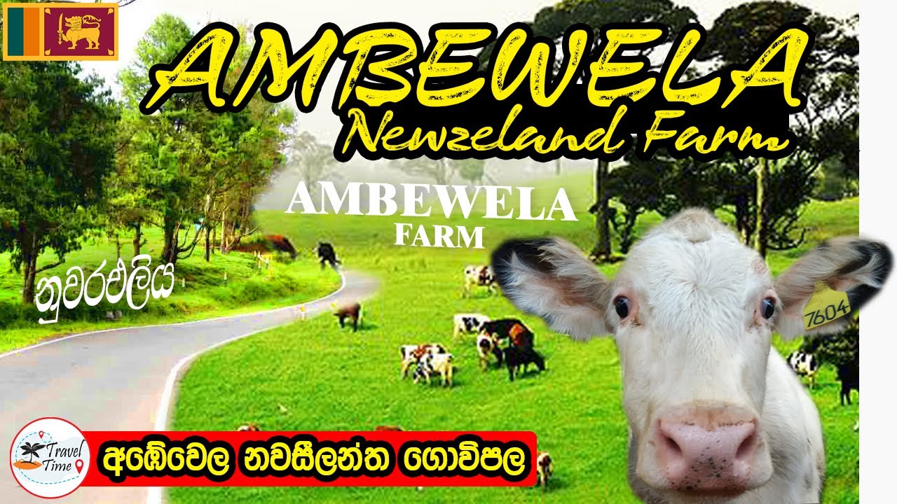 Ambewela New Zealand Farm Nuwara Eliya  | අඹේවෙල නවසීලන්ත ගොවිපළ නුවරඑළිය | Travel Time [#004]