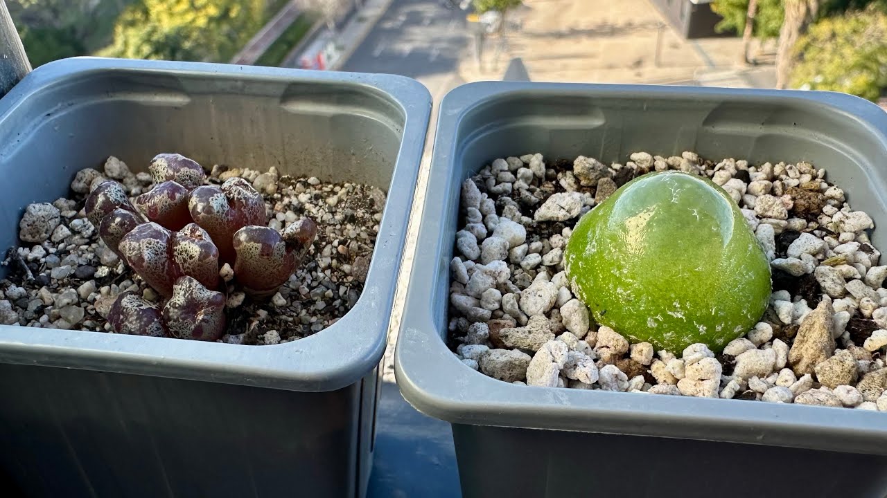 Мой 1-й заказ Живых Камней на новом месте. 18.02.26