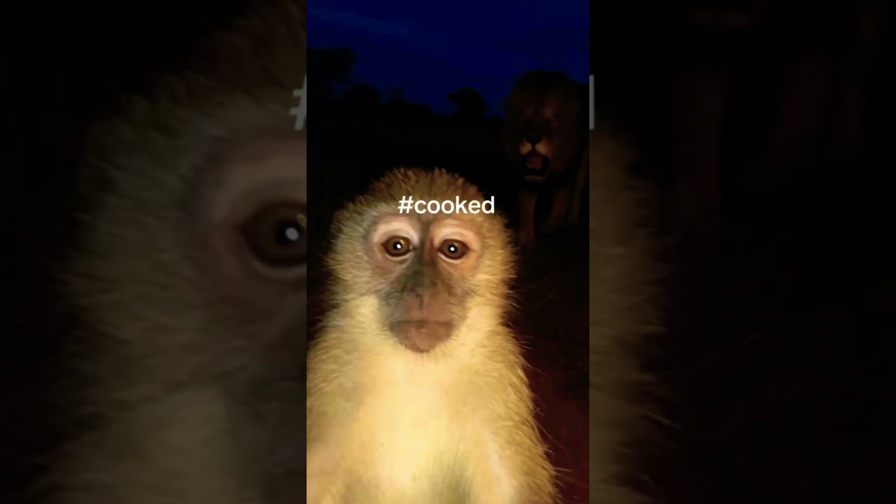 poor little guy... #memes #shorts #darkmemes #cursedmemes #monkey