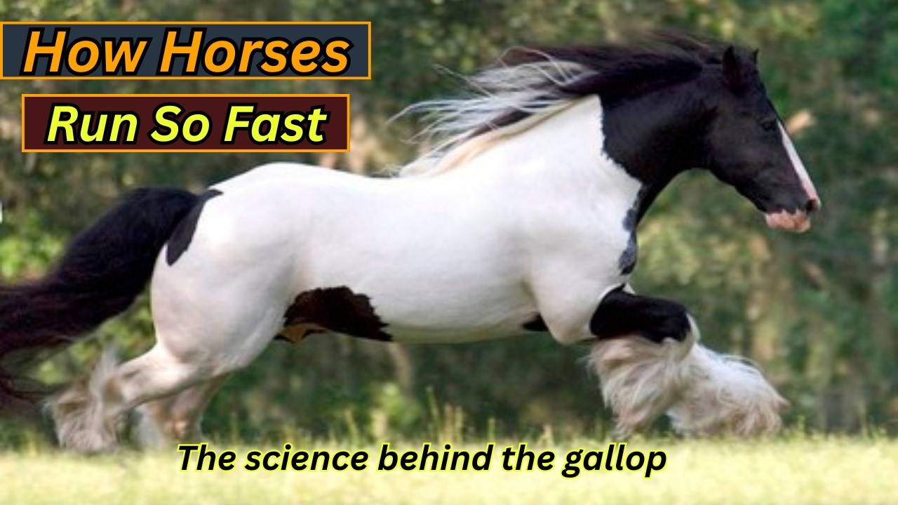 Breaking Down the Science of Equine Speed: How Horses Run So Fast