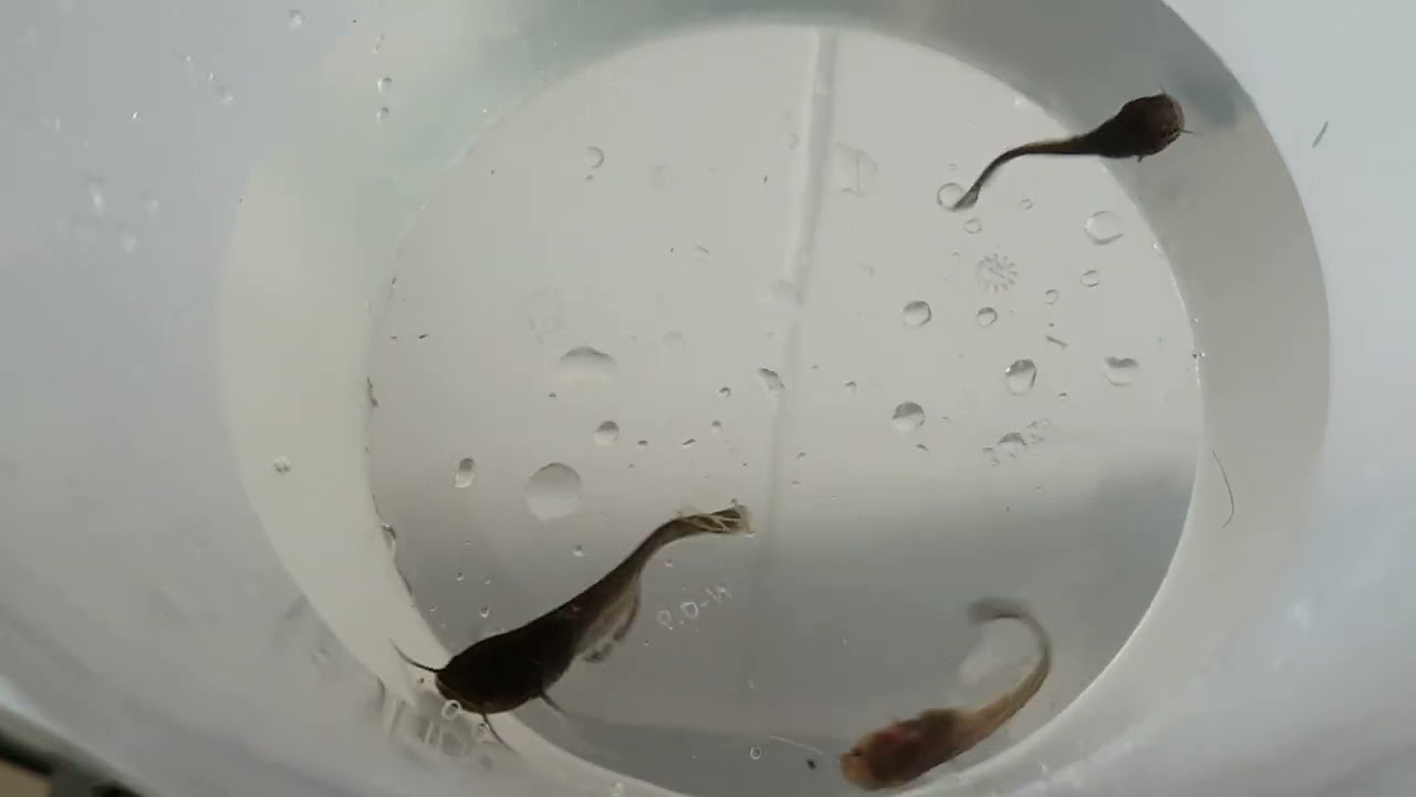 Baby Silurus Glanis, European Catfish, Wels, Siluro, Silure, Catfish Fry