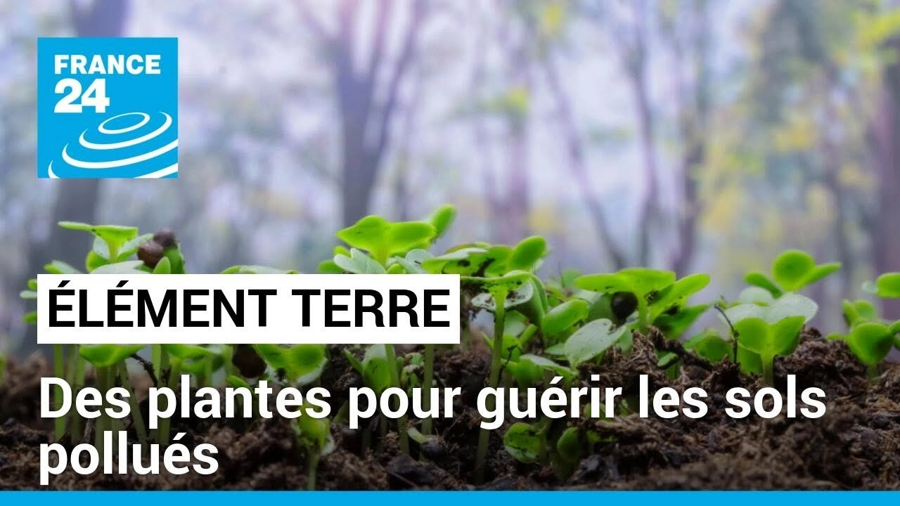 Des plantes pour guérir les sols pollués • FRANCE 24