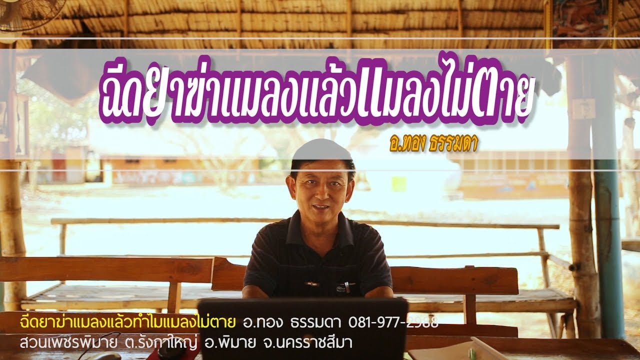 ฉีดยาฆ่าแมลงแล้ว ทำไมแมลงไม่ตาย ? BY อ.ทอง ธรรมดา (ความเข้าใจผิดทางการเกษตร)