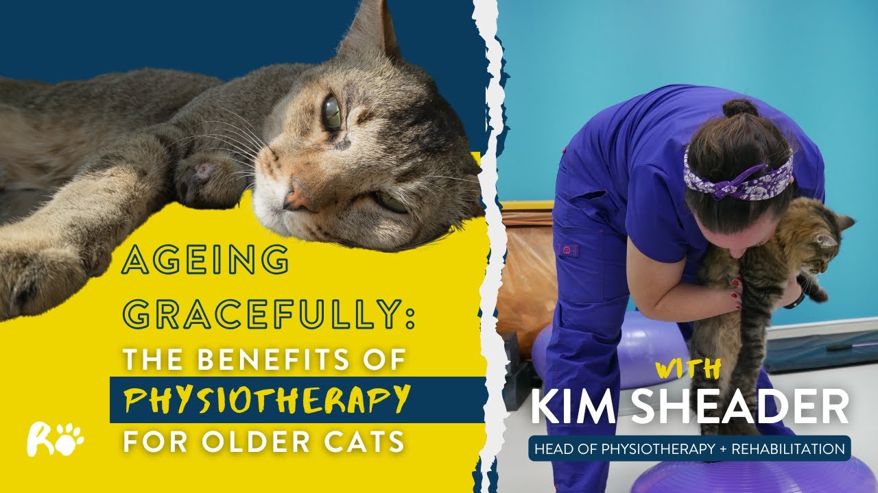 Ageing Gracefully: The Benefits of Physiotherapy for Older Cats