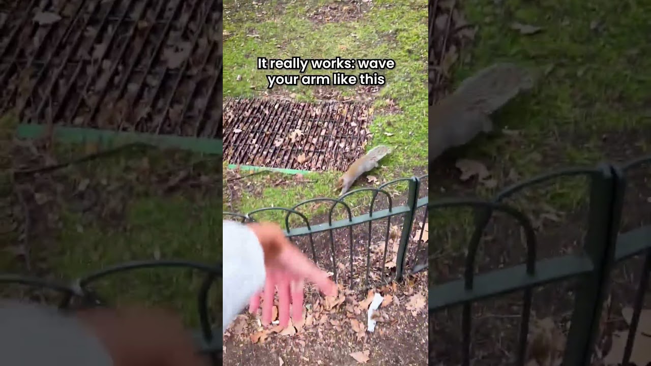 How To SUMMON Any Squirrel 🐿️