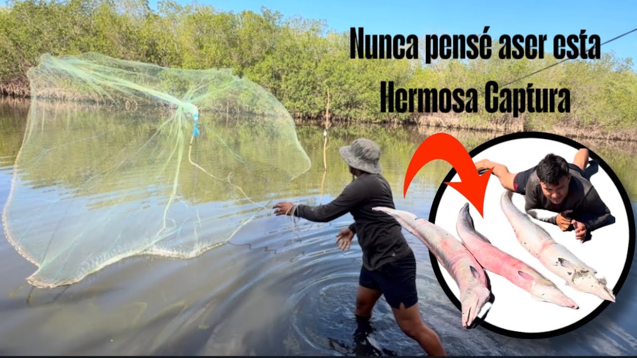 Miren que enormes culebras mareñas