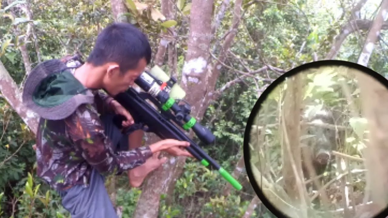 BERBURU babi, tumbang, cuan, bikin resah petani.
