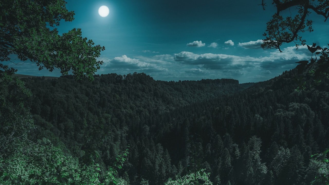 🦉 Suono rilassante della foresta di notte con la pioggia e gufi aiuto per dormire relax ASMR zen