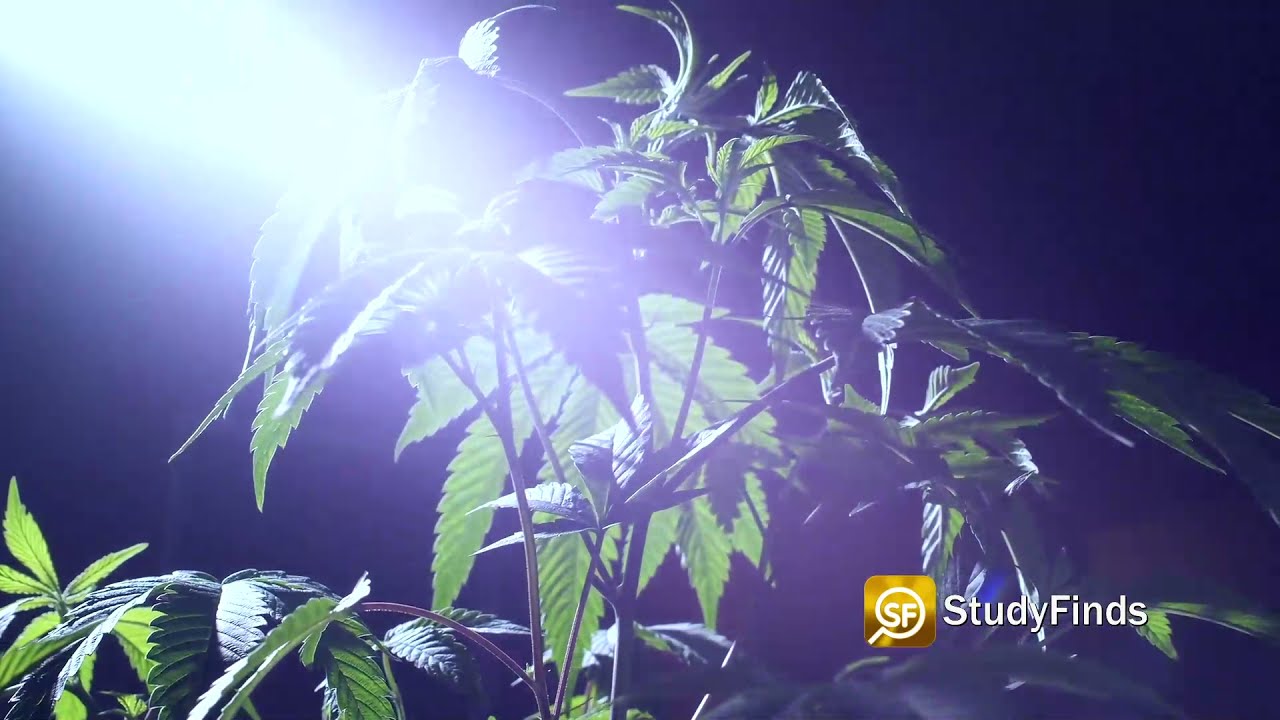 Medical Cannabis Oil Shows Promise As An Effective Treatment For Autism