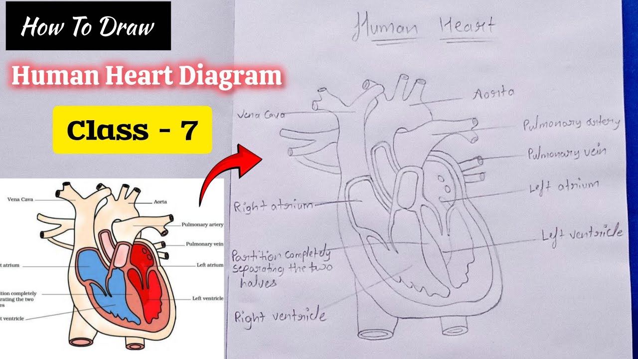 How To Draw Human Heart Diagram 🫀|| Class -7  Science 