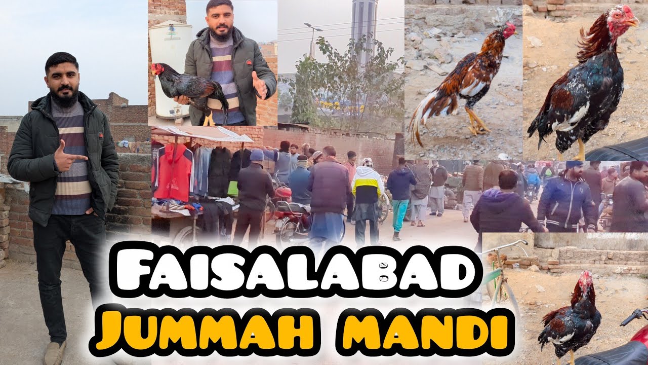 2026 Faisalabad Birds Mandi Visit And New Latest Update 16-01-2026 #فیصل آباد پرندہ منڈی نیو اپڈیٹس 