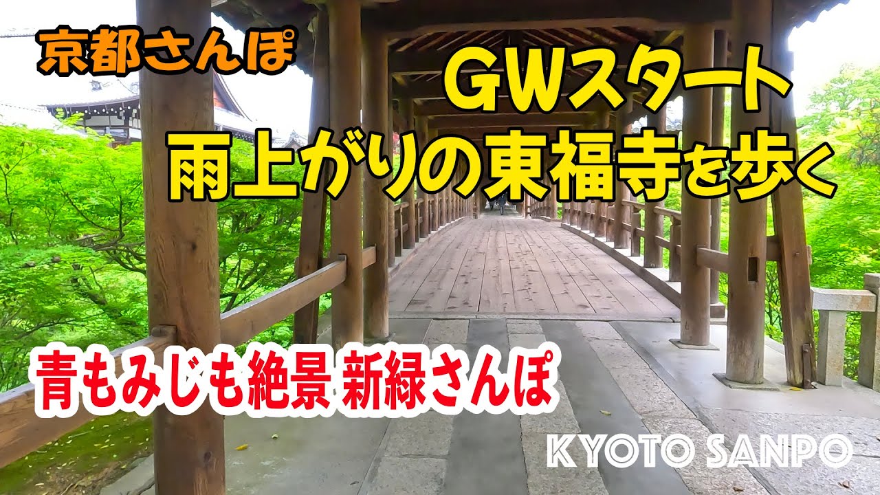 [京都お散歩4K] 2023/4/30 GWスタート雨上がりの青もみじ映える 東福寺を歩く 新緑さんぽ kyoto