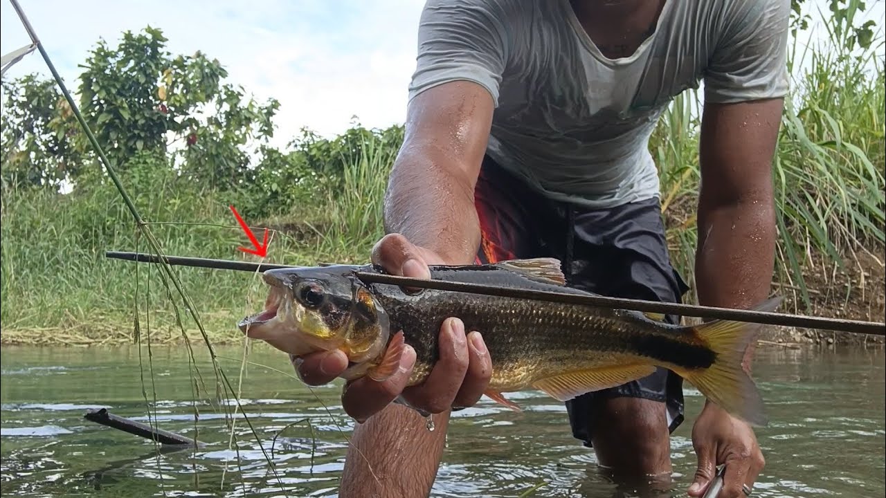 Pescando en un río cristalino después de una fuerte lluvia, las personas no creen lo que capturamos