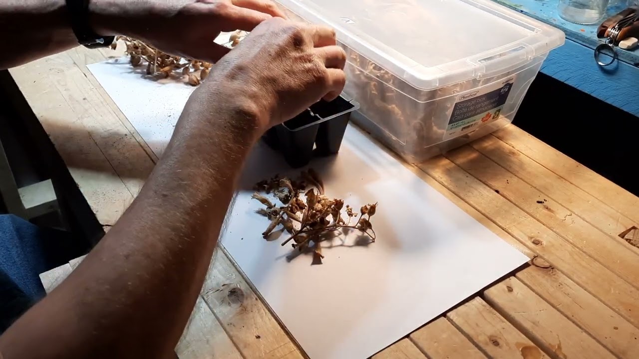 Harvesting tobacco seeds & tips for germinating them.